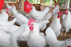 arbor-acre-broiler-chickens